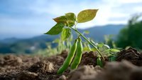 Young green soybean plant growing in fertile soil against blurred mountain landscape background, agricultural crop seedling in morning light.