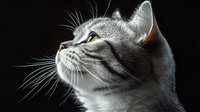 Dramatic side profile of gray cat with amber eyes looking up against dark background, whiskers highlighted by rim lighting. Artistic pet portrait.