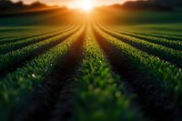 Agricultural rows of young green crops stretching toward bright sunset on horizon. Dramatic sunburst creates golden light rays across fertile farmland field.