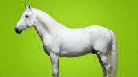Majestic white horse standing in profile against vibrant green background, isolated for easy design integration into various creative projects.