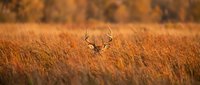 Majestic white-tailed deer buck with antlers standing in golden autumn grassland during sunset. Wildlife photography capturing nature's beauty in fall season.