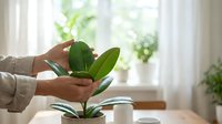 Woman caring for green houseplant indoors by bright window. Hands gently touching leaves of potted plant in cozy home interior with natural light.