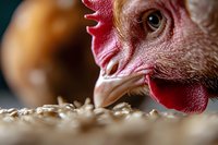 Close-up macro shot of red rooster head with bright comb eating grain. Detailed view of chicken beak and eye showing natural feeding behavior in farm setting.