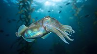 Cuttlefish swimming gracefully in deep blue ocean waters with kelp forest background. Marine life underwater photography for educational content.