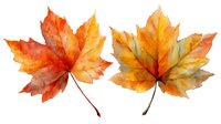 Watercolor autumn maple leaves in vibrant orange and yellow hues with detailed veins and natural gradient coloring on white background, isolated for design projects.