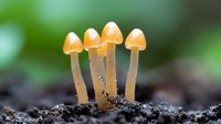 Glowing orange mushrooms growing in dark soil against blurred green background, macro photography capturing delicate fungi details in natural light.
