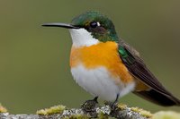Colorful hummingbird with bright orange chest and white belly perched on mossy branch against soft green background, displaying iridescent green head feathers.
