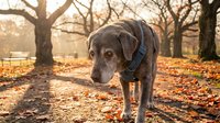Senior gray dog wearing harness standing in autumn park with fallen leaves and warm golden sunlight filtering through bare trees.