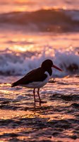 Oystercatcher bird silhouette standing on wet beach sand during golden hour sunset with ocean waves and bokeh light reflections creating peaceful coastal scene.