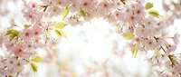 Delicate pink cherry blossom branches frame bright white space, creating natural border for spring designs, wedding invitations, and seasonal marketing materials.