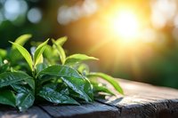 Fresh tea leaves with water drops on wooden surface in morning sunlight, green natural background with bokeh effect for organic beverage marketing.