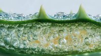Close-up of aloe vera leaf cross-section showing transparent gel with water droplets and characteristic spikes, highlighting natural moisturizing properties.