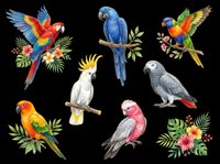Colorful parrot collection featuring macaws, cockatoos, and parrots isolated on transparent background. Ready for t-shirt designs, clipart, stickers, sublimation, and print-on-demand products.