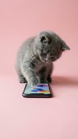 Gray kitten looking at smartphone screen displaying colorful abstract design on pink background. Suitable for technology, pet care, digital entertainment, and humorous marketing campaigns.