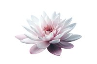 Delicate pink and white water lily bloom with layered petals isolated on white background, suitable for wellness and spa designs.