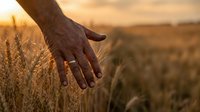 Farmer hand gently touching golden wheat ears in field during warm sunset light creating peaceful agricultural scene for harvest season concepts.