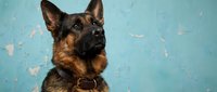 German Shepherd dog portrait against weathered blue wall background. Professional pet photography for veterinary, training, or animal care marketing materials.