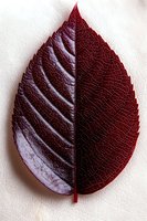 Single red autumn leaf with detailed texture and veins isolated on white background for seasonal design projects and natural decorative elements.