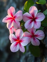 Pink and magenta striped flowers with five petals bloom in clusters, featuring vibrant red veining on white petals. Ideal for botanical, gardening, and floral design projects.