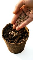 Hand sowing seeds into a biodegradable peat pot with dark soil, isolated on white background. Gardening, planting, and growing concept.
