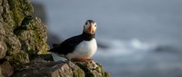 Atlantic puffin seabird perched on rocky cliff overlooking ocean waters during golden hour light for wildlife photography and nature documentation.