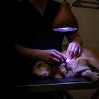 Veterinarian examining golden retriever dog ears with otoscope under professional medical lamp in modern clinic for pet healthcare and treatment.