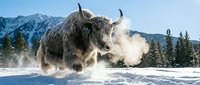 Yak with long horns and thick fur standing in snowy mountain landscape with steam rising, surrounded by evergreen trees and snow-covered peaks, suitable for wildlife and nature stock content.