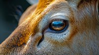 Close-up of brown cow eye with long eyelashes and golden fur in warm sunlight. Farm animal portrait showing detailed texture and natural beauty.