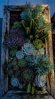 Succulent garden arrangement in rustic wooden planter box with variety of colorful plants including echeveria rosettes and cacti for home decor.