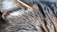 Close up macro shot of brown and white cat fur texture showing detailed hair strands and natural pattern in soft focus. Perfect for animal backgrounds.