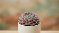 Echeveria succulent in a white ceramic pot with soft bokeh background, showcasing rosette shape and pastel purple-green tones.