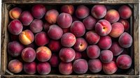 Fresh ripe red peaches in rustic wooden box, top view. Natural organic fruit harvest background with vibrant burgundy and orange tones for food market.