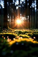 Magical sunset rays pierce through dark forest creating golden bokeh effect on wildflowers meadow, dreamy nature landscape with sun star burst and glowing flora.
