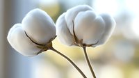 Soft cotton bolls on brown stems against blurred warm background, showcasing natural textile fiber in its raw form. Close up macro photography highlights organic texture.