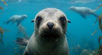 Curious sea lion pup swimming underwater with colony in background, marine wildlife photography for ocean conservation and aquatic animal content.