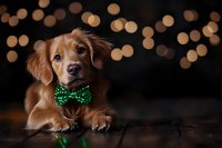 Golden retriever puppy wearing green sparkly bow tie against dark background with festive bokeh lights, lying on reflective wooden floor.