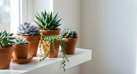 Collection of small succulents in terracotta pots on white windowsill creating minimalist home decor display for indoor gardening and plant care.