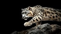 Snow leopard prowling on rocky terrain against black background, showcasing powerful feline predator with distinctive spotted coat pattern in dramatic lighting.