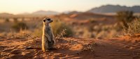 Meerkat standing alert on red sand dunes at golden sunset, arid desert landscape with mountains in background, warm light.