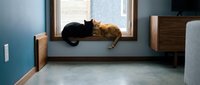 Two domestic cats resting together on windowsill in modern bedroom interior with natural light streaming through window creating cozy pet companionship scene.