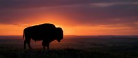 Majestic bison silhouette grazing on prairie grassland during golden sunset with dramatic orange and purple sky clouds creating peaceful wildlife scene.