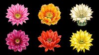Colorful gerbera daisy flowers in pink, orange, cream, magenta, red, and yellow isolated on transparent background. Ready for t-shirt designs, clipart, stickers, sublimation, and print-on-demand projects.
