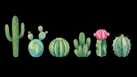 Isolated cacti and succulents collection on transparent background, ready for t-shirt design, clipart, stickers, print-on-demand products, and sublimation projects.