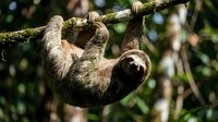 Three-toed sloth hanging upside down from moss-covered branch in tropical rainforest canopy with natural green bokeh background for wildlife photography.