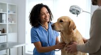 Female African American veterinarian examining golden retriever puppy with stethoscope in modern clinic. Professional pet healthcare and animal wellness checkup.