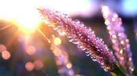 Delicate grass flower covered in morning dew drops with sunrise bokeh background creating magical nature atmosphere in pink and golden tones.