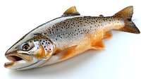 Fresh raw Atlantic salmon with spotted scales and orange-tinted fins on white background, side view of whole fish showing detailed texture and natural coloring.