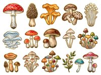 Vintage mushroom and toadstool collection featuring various species in botanical illustration style. Hand-drawn fungi with detailed textures and natural earth tones, suitable for educational materials, design projects, and nature-themed applications.