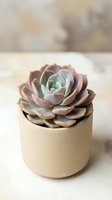 Succulent plant in beige ceramic pot on white surface with soft natural lighting for home decor and gardening concepts.