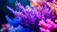 Vibrant purple and blue coral formations with intricate branching structures in underwater marine environment for aquarium and ocean themes.